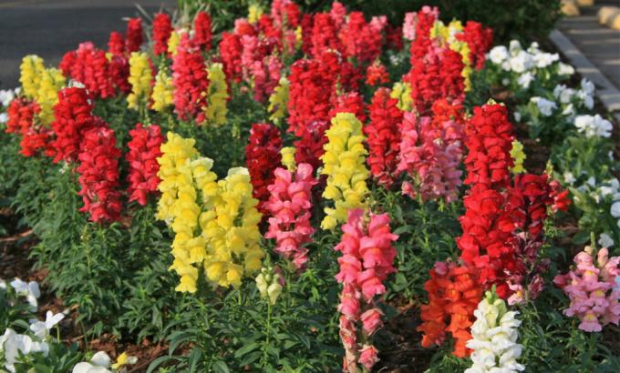 Brightness - one of the advantages of snapdragons!