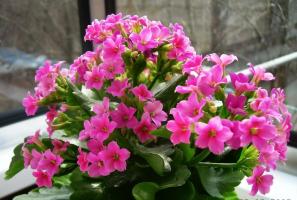 What I wish for a rich flowering kalanchoe