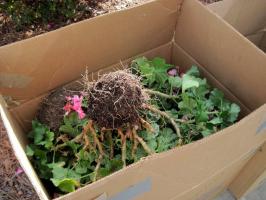 Geraniums winter storage in the home