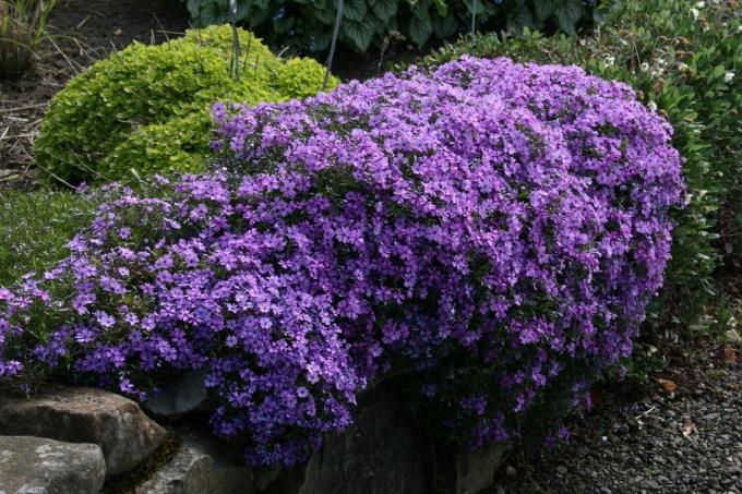 Phlox styloid in landscape design