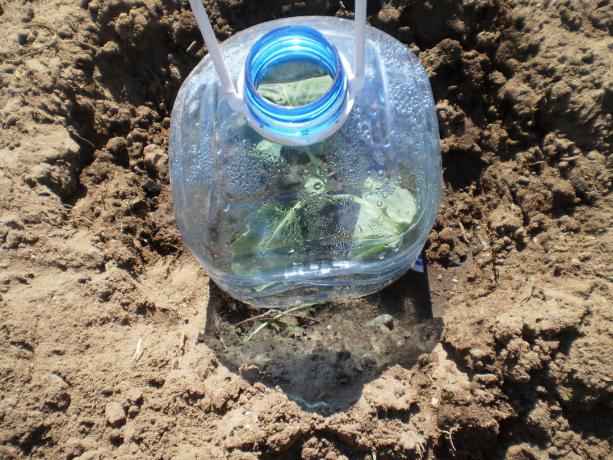 Planting cabbage, use a plastic bottle as a covering material
