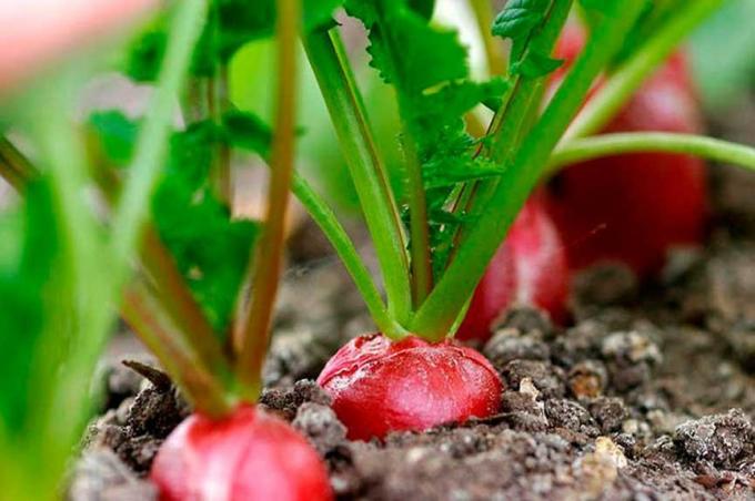 Ripe radish on a bed