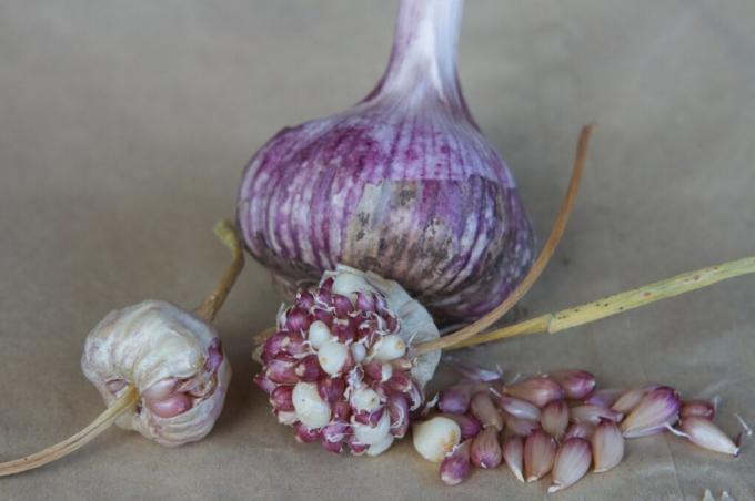 Gardener can easily update your own garlic. Photo: luckclub.ru