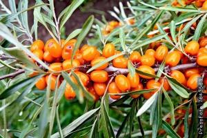 Benefits and harms of sea buckthorn