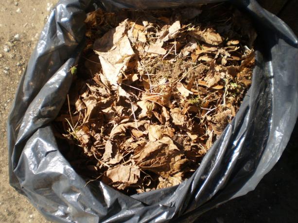 Leaf litter in a trash bag for composting