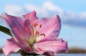 How to grow lilies. the secrets of growing
