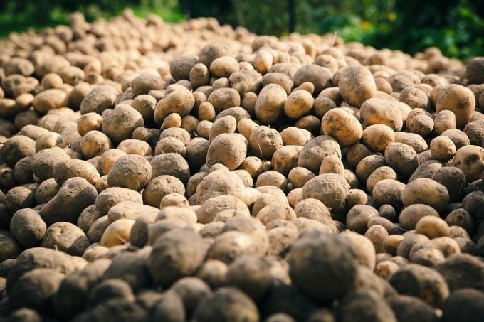 2 stupid mistakes potato cultivation | Garden Garden