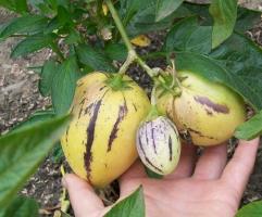 Pepino, that of fruit and how to grow in the country.
