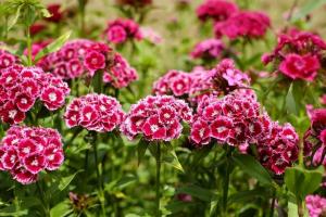 Where did with Turkish carnation flower beds? Reasons to plant a flower "with turchinkoy" and inviting aroma