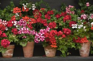 ✔ Autumn care of geraniums: the canons and practice