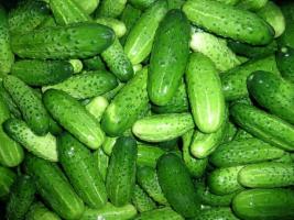 3 superpodkormki for cucumbers. without chemicals
