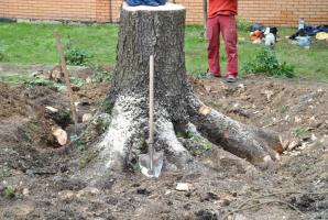 How to remove a stump without uprooting