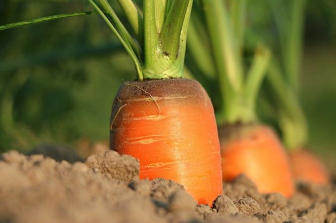 Exemplary carrots in the garden. Photo from the Internet