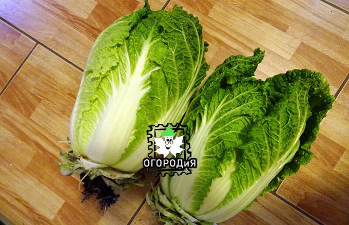 Chinese cabbage F1 Medalist July 20 cut