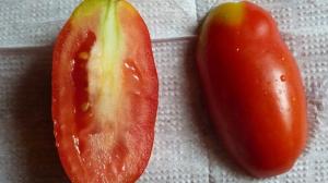 Why tomatoes white and rigid seredinka.
