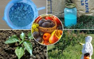 Copper sulfate for the treatment and protection of plants. subtleties of application