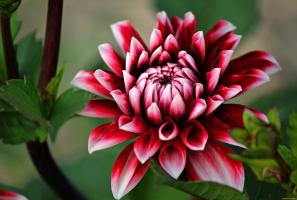 What to do after flowering dahlias
