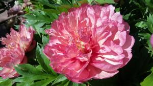 7 beautiful varieties of peonies ITO. Otherness care