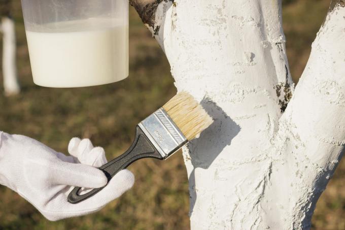 Whitewashing of trees should be done in good weather | Garden Garden