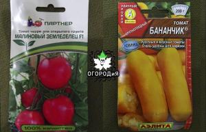 Marriage varieties and hybrids of tomatoes
