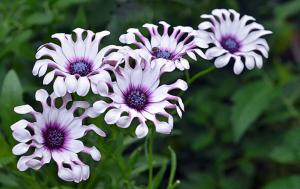 Osteospermum decorate any flower bed. Photo and description of camomile with the strange name