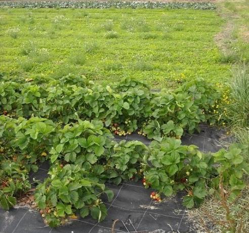 Application spunbond when growing strawberries