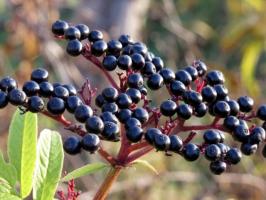 Elderberries: benefit and harm, description, photo