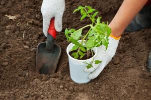 How correctly to plant tomato seedlings