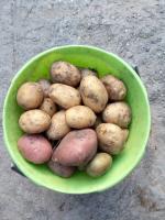What to plant after harvesting potatoes in September. Green manure, which cleans soil and deter pests