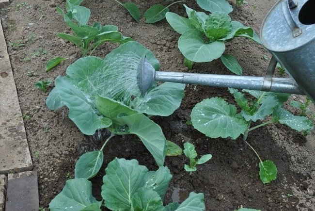 Fertilizing cabbage (elektro-sadovnik.ru)