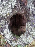 Hole in the fruit-bearing trees. What may end up as a cure