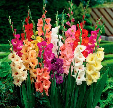 Bright little family gladioli. Photos for publication are taken from the Internet