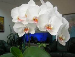 Phalaenopsis will bloom magnificently: a pot and soil