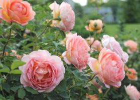 How to make the second wave of flowering roses in August