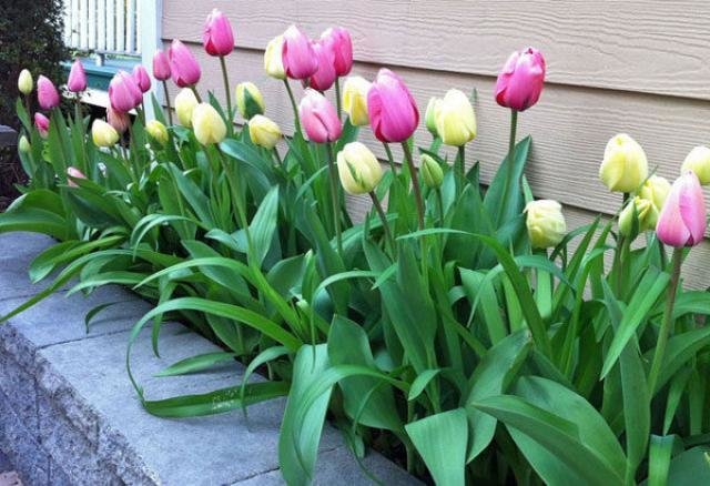 To the question "When is it better to plant tulips" I confidently say - fall!