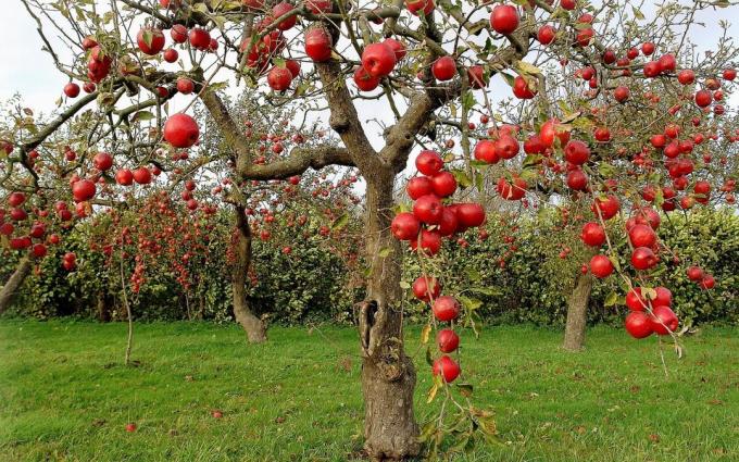 Apple trees - real centenarians!