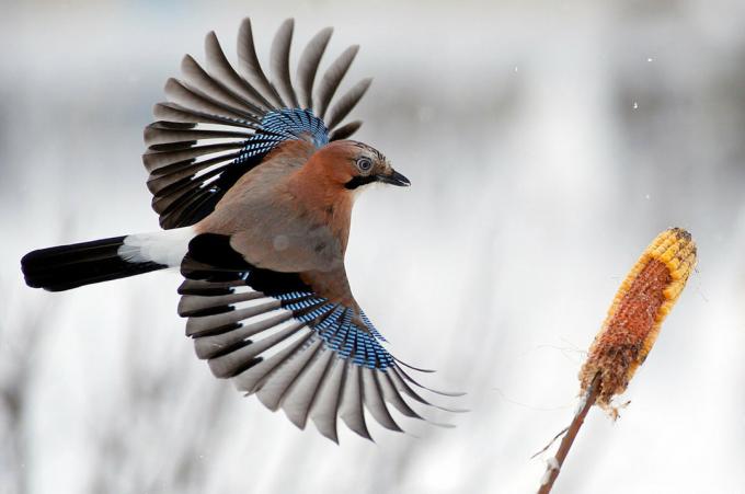 Jay in all its glory. Photo: Yandex. Collection
