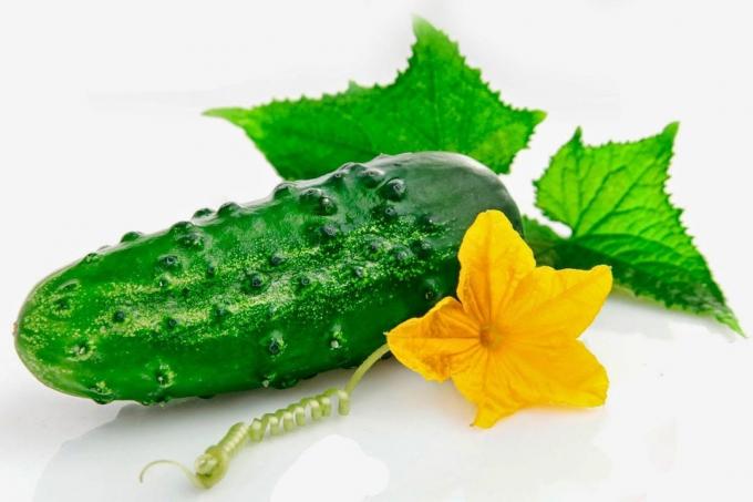Who should not eat cucumbers? Pros and cons of cucumbers