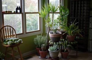 5 tropical house plants that require little or no maintenance