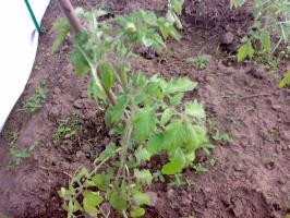 What are the advantages sredneroslye tomatoes before stunted and tall