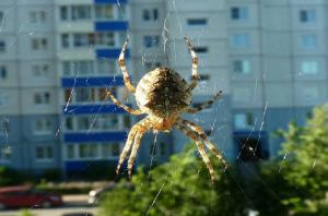 Why can not touch the spiders living in your home.