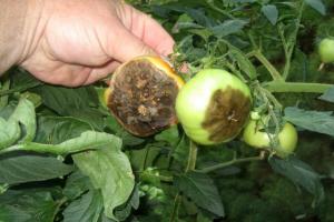July - the time of mandatory processing of tomatoes against Phytophthora. The need to process.