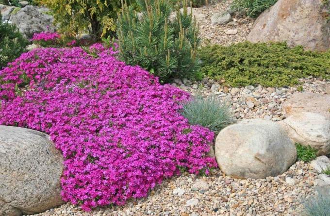 Creeping plants are often used in rock gardens