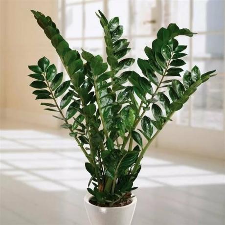 Zamioculcas - not exactly the houseplant that needs a large pot