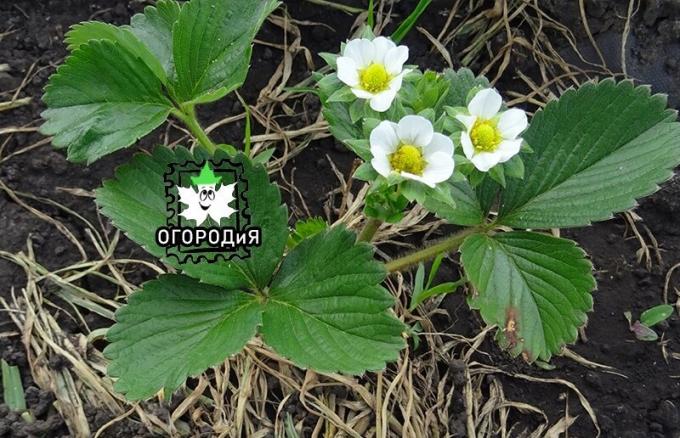 Wild strawberry blossoms. Remontant large-fruited early bloom at that age, otherwise it will not reveal their potential