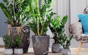 Properly care for Zamioculcas summer - improve appearance