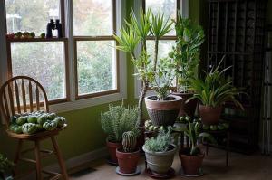 5 trendy, unpretentious of indoor plants can turn your apartment into a small jungle