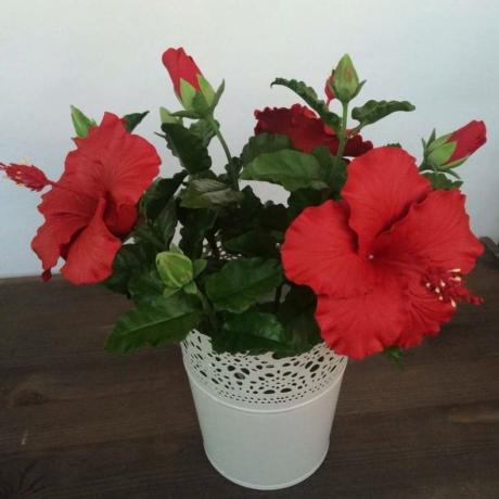 We hibiscus bloom even young, newly rooted cuttings. With the right approach to care, of course