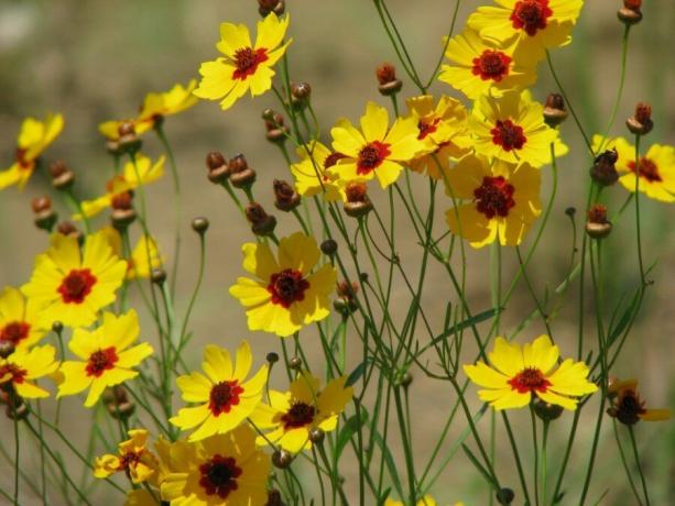 Coreopsis concise version: simple and tasteful