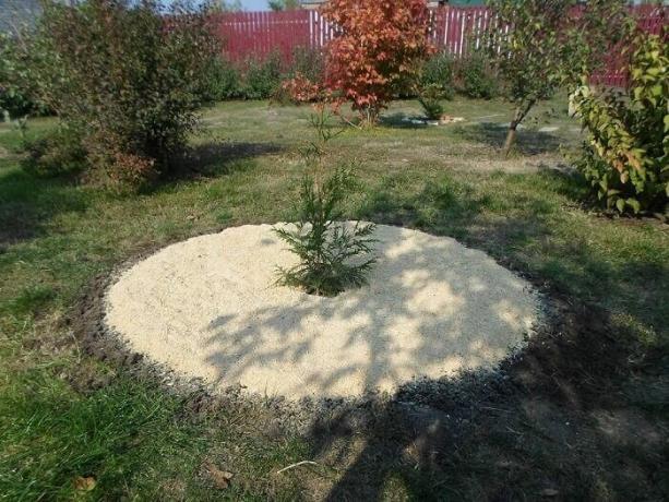 That's how you can zamulchirovat planted tree or shrub with sawdust